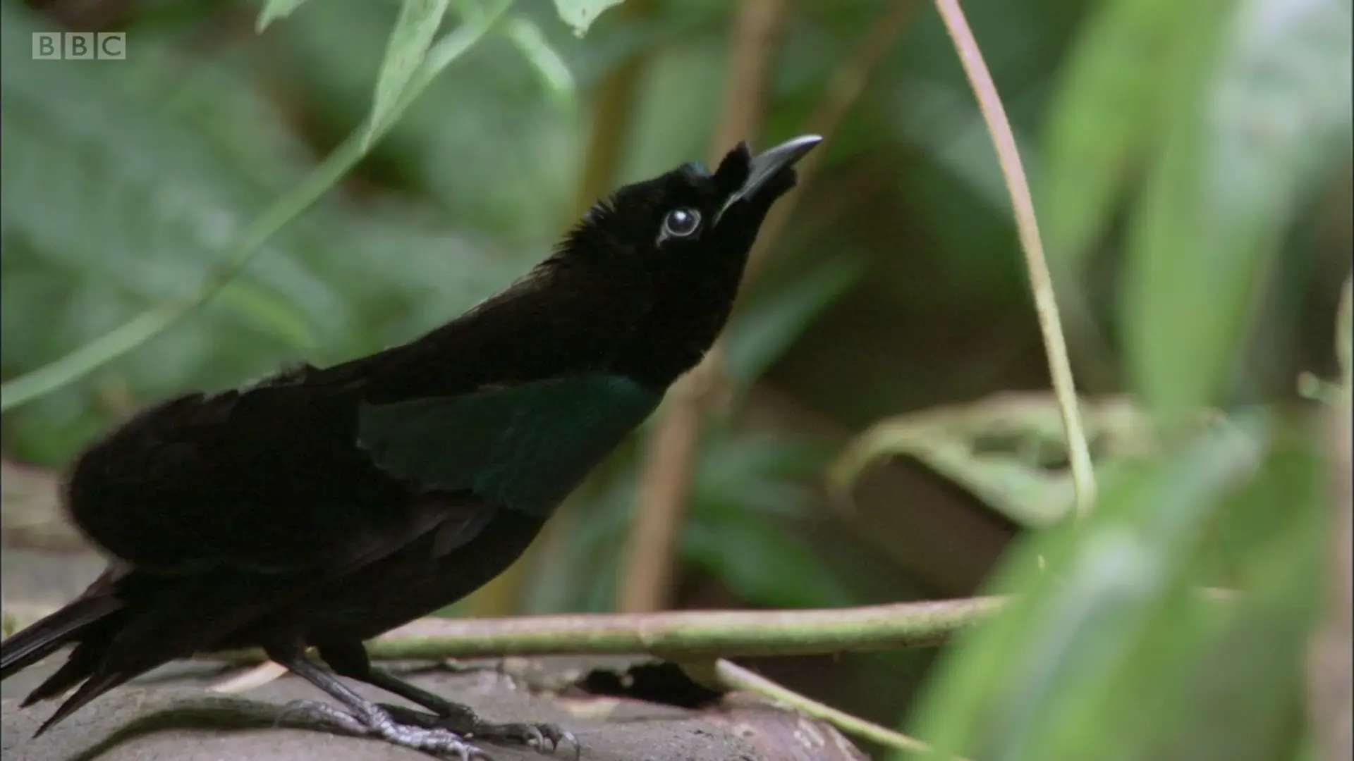 Greater superb bird-of-paradise (Lophorina superba) as shown in Planet Earth - From Pole to Pole